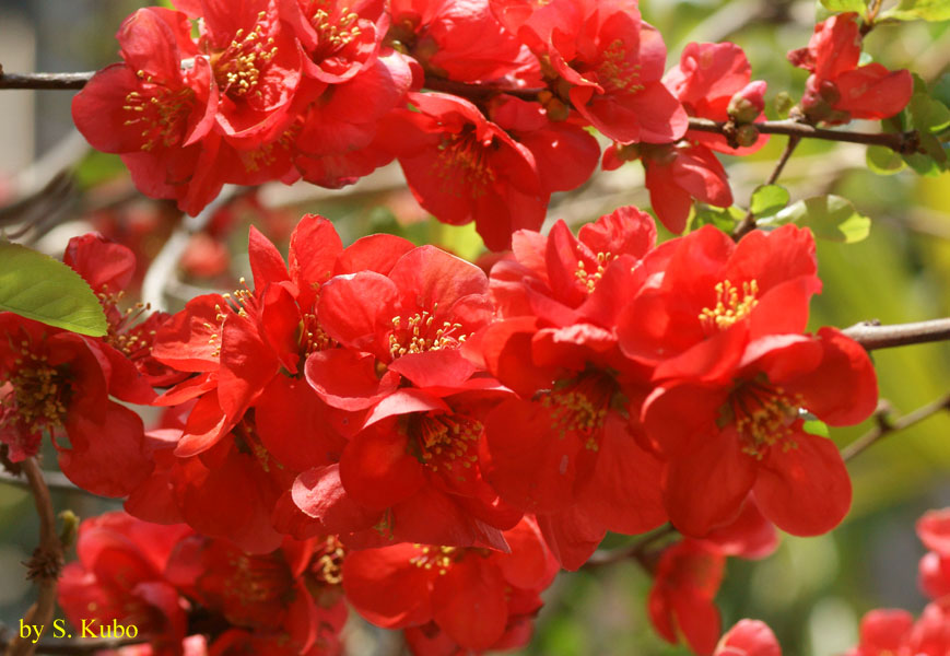 びっしりと咲く赤い花の写真