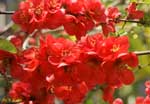 びっしりと咲く赤い花の写真