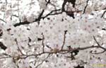びっしりと咲く白い花の写真