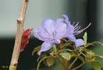 薄青い花の写真
