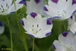 白い花びらの先端が青い花の写真