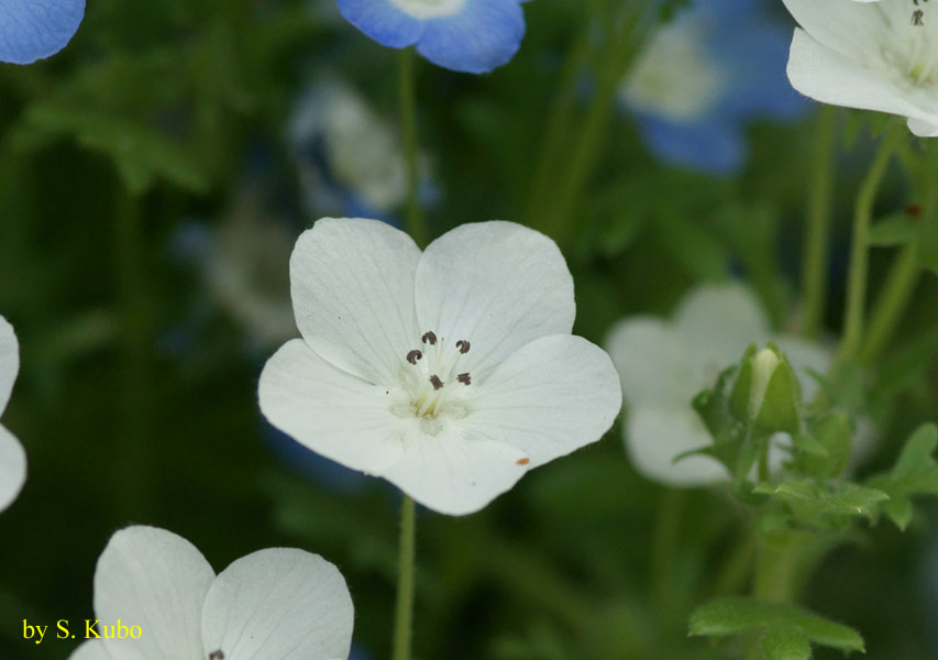 白い花の写真