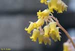 固まって咲く黄色い花の写真