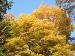 黄葉した大木の写真