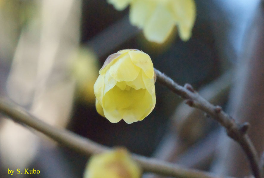 開きかけた薄黄色の花の写真