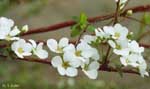 枝に沿ってたくさん咲く白い花の写真