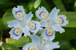 青い模様のある白い花びらの花の写真