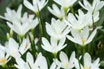 たくさんの白い花の写真