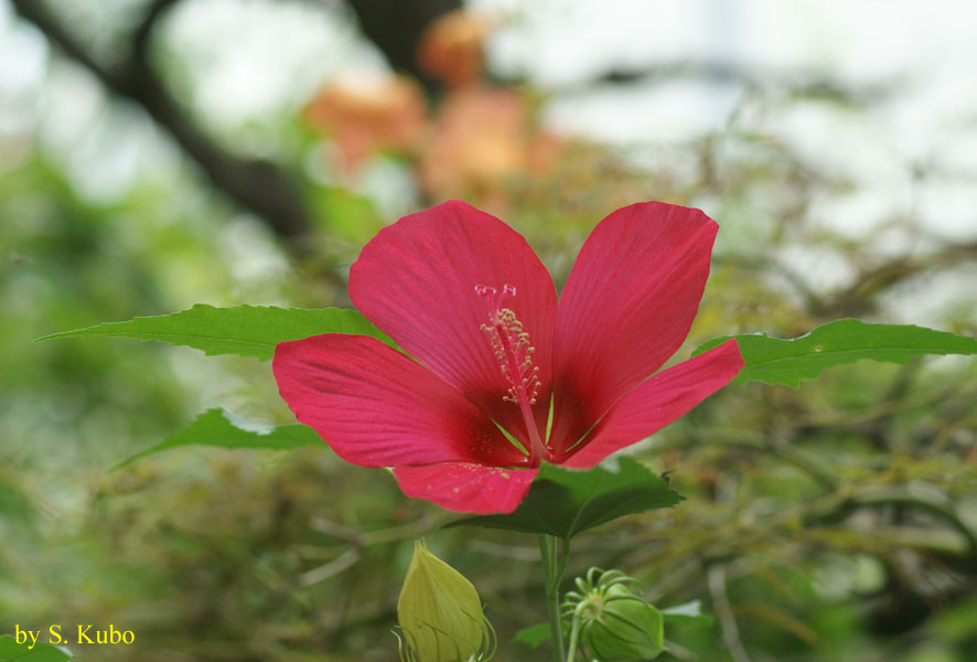 赤い花の写真