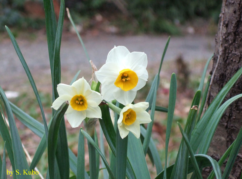 中央が黄色で花びらが白い花の写真