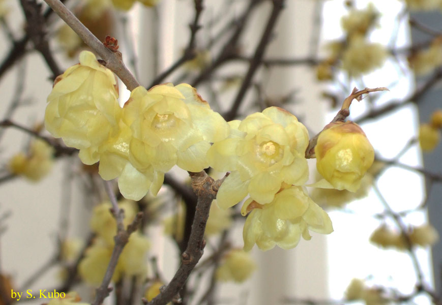 薄黄色の花の写真