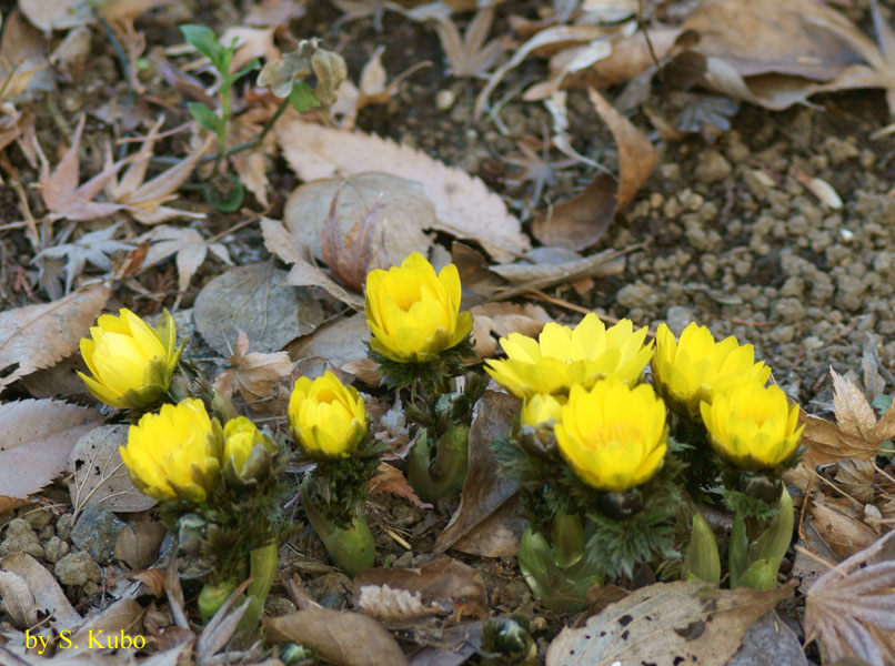 落ち葉の間から芽を出して咲く黄色の花の写真