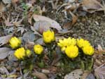 落ち葉の間から芽を出して咲く黄色い花の写真