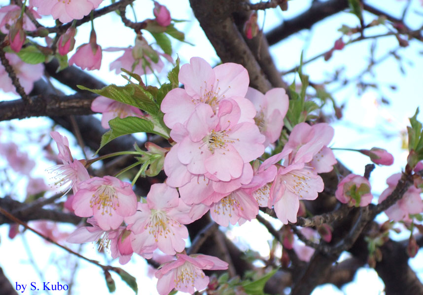 たくさん咲くピンク色の花の写真