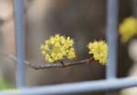 塊になって咲く小さな黄色い花の写真