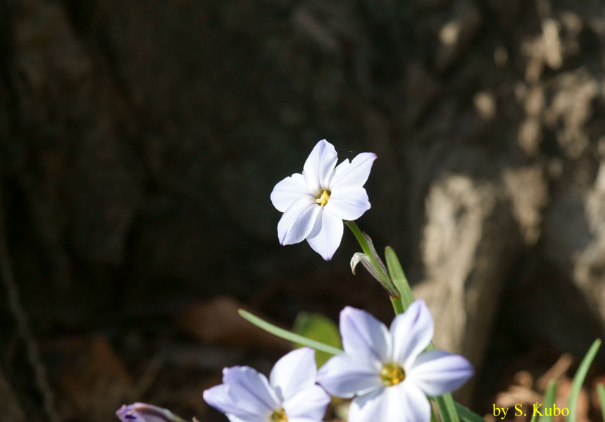 白い花の写真