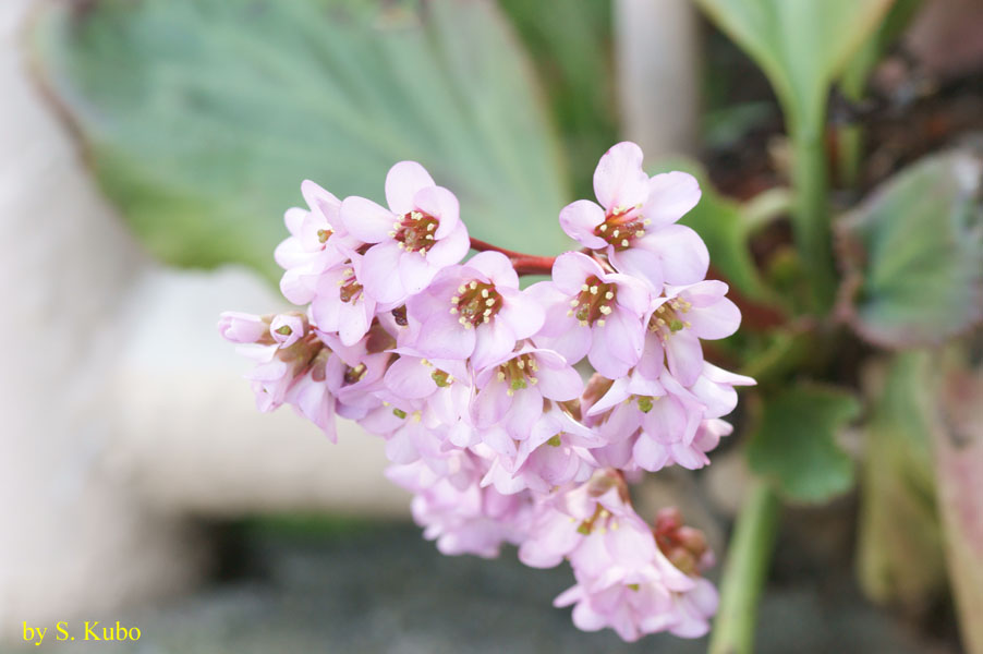 薄いピンクの花の写真