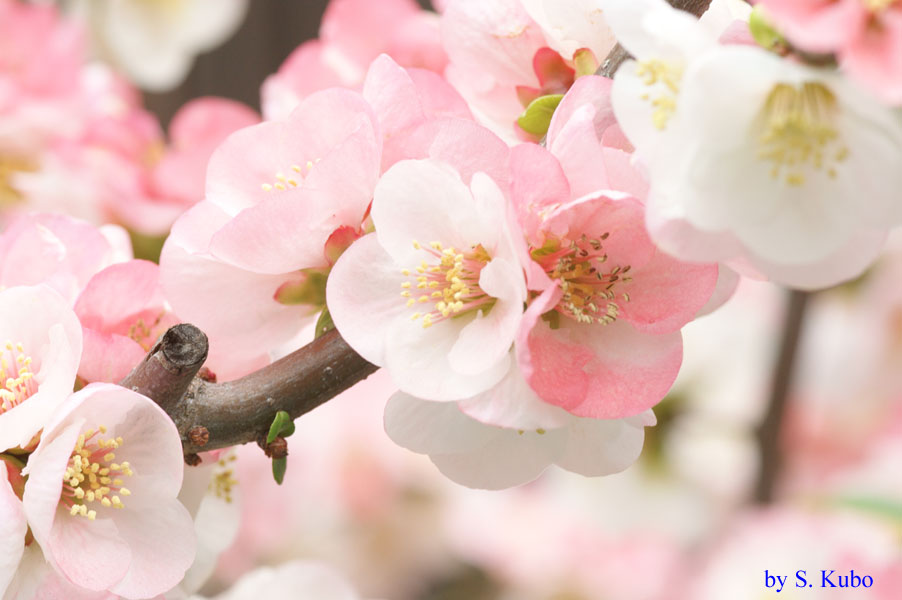 たくさんの薄いピンクの花の写真