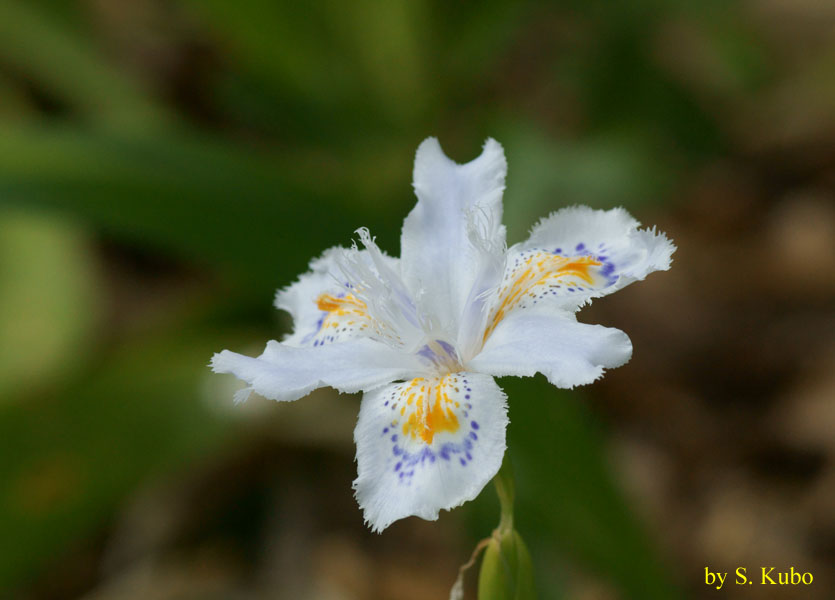 白地に青，黄色の模様がある花の写真