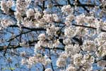 満開の桜を付けた枝の写真