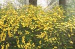 たくさん咲く黄色い花の写真