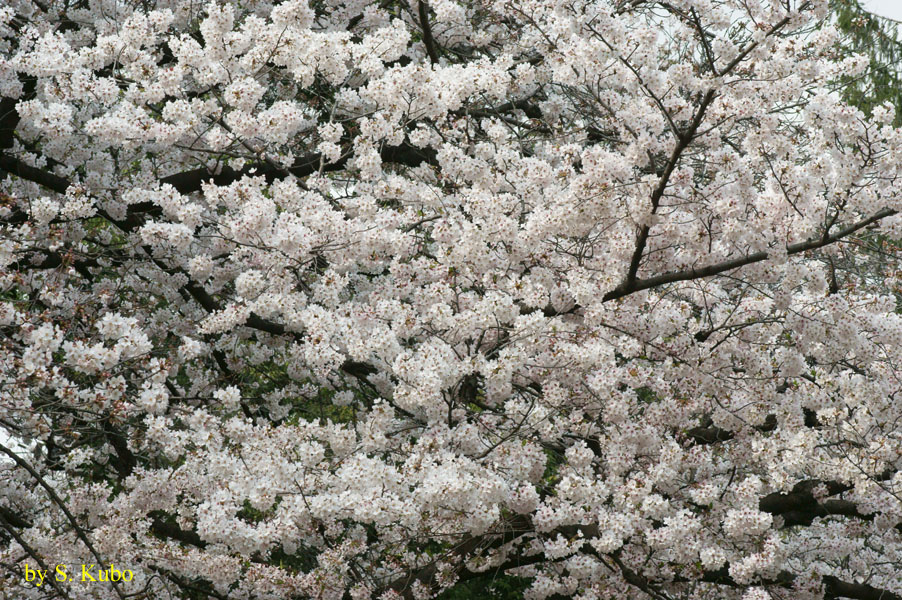 満開の桜の写真