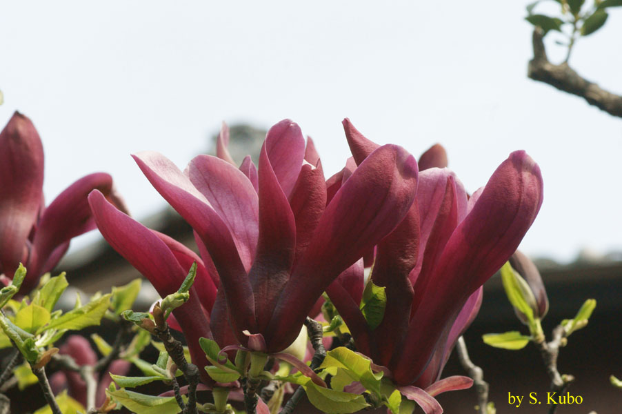 暗い赤色の花の写真