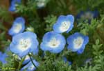 青い花の写真