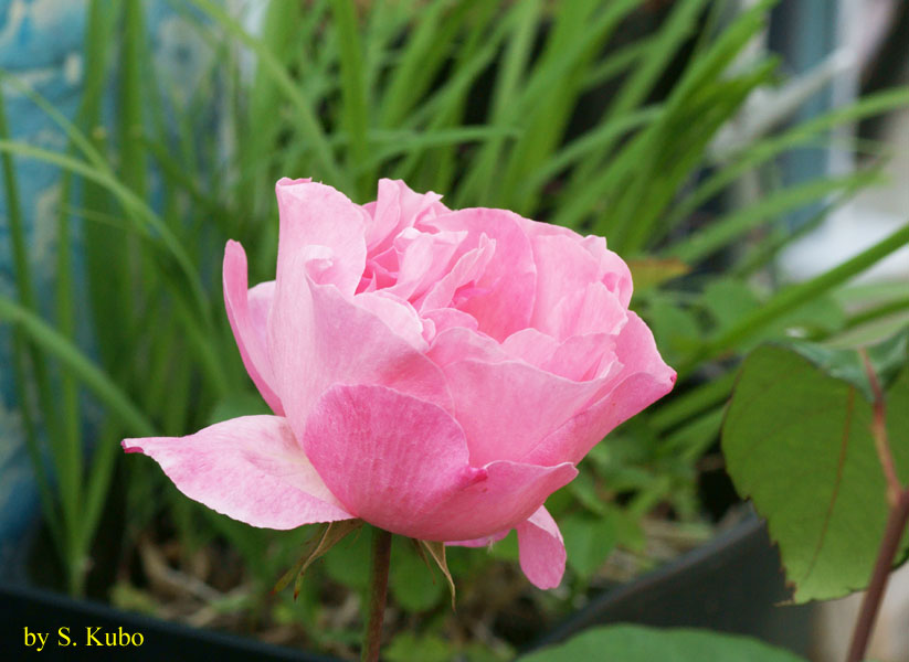 ピンクの花の写真