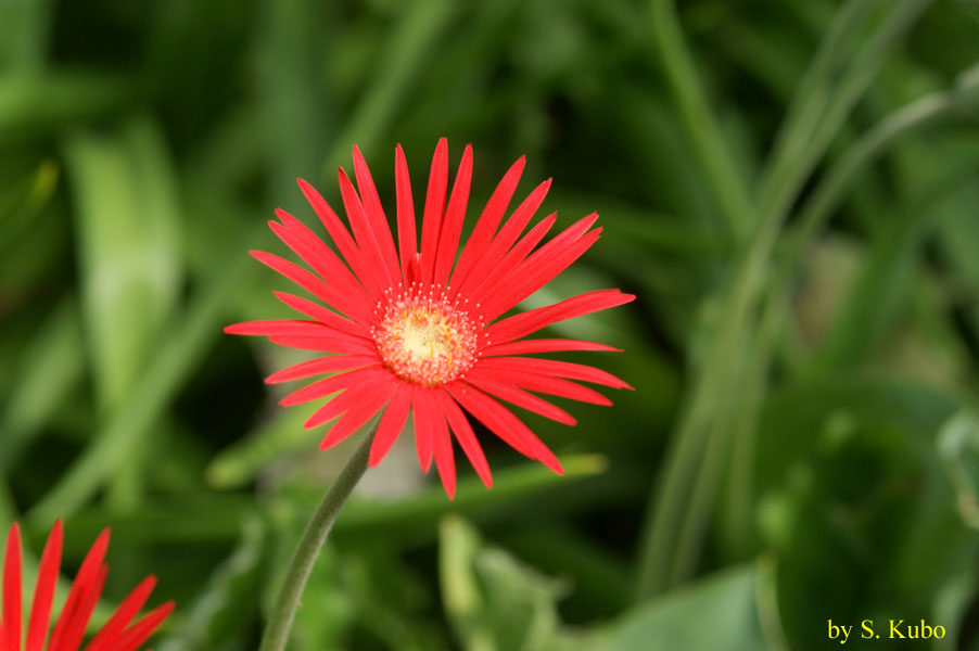 尖った花びらがたくさんある赤い花の写真