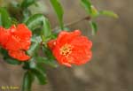 真っ赤な花の写真