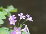 薄紫の花の写真