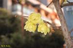 薄黄色の花の写真
