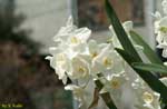 多数の白い花の写真