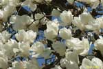 画面一杯に咲く白い花の写真