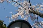 満開に花を付けた桜を見上げた写真