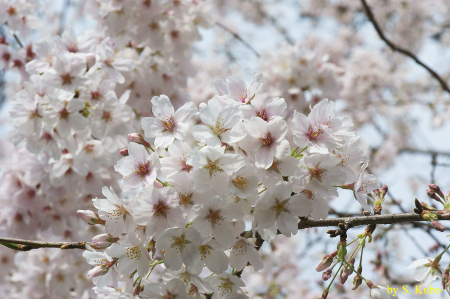 満開の桜を背景にした一塊の白い花の写真