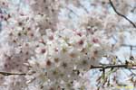 満開の桜を背景にした一塊の白い花の写真