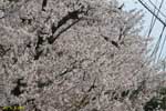満開の桜の木の写真