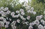 枝先に球状に咲く桜の写真