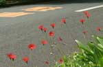 道ばたに並んで咲く赤い花の写真
