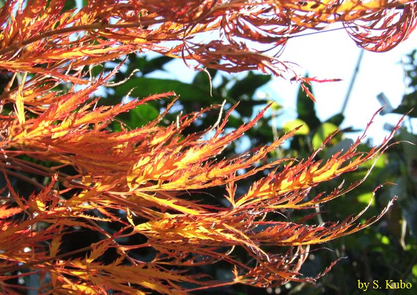 紅葉した紅葉の写真