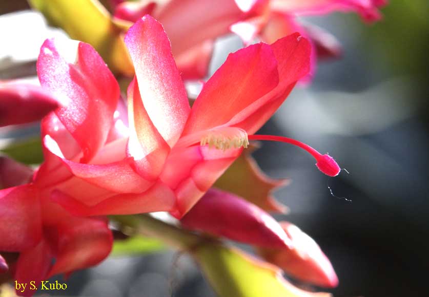 シャコバサボテンの花の写真