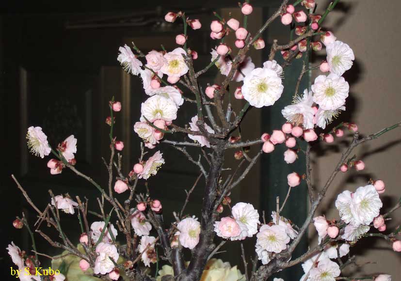 梅の花の写真