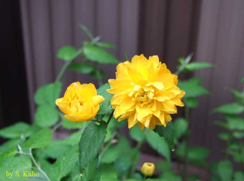 山吹の花の写真