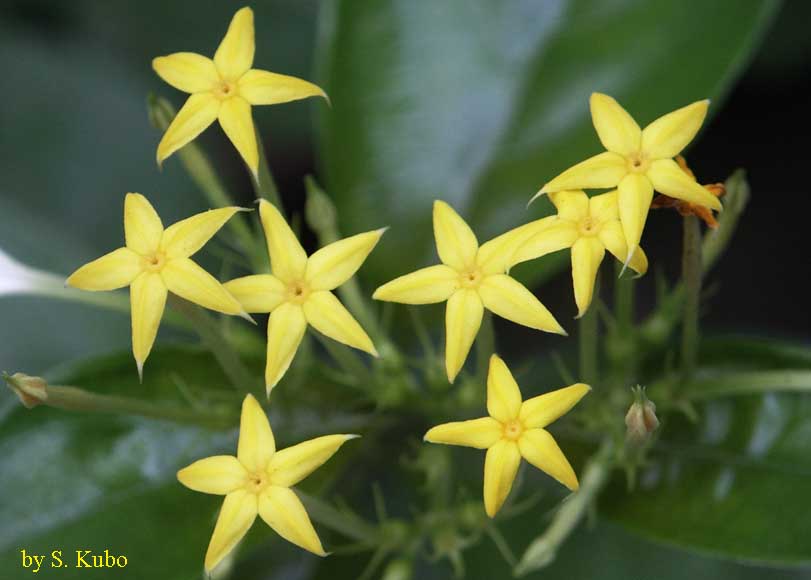 黄色い星形の花の写真