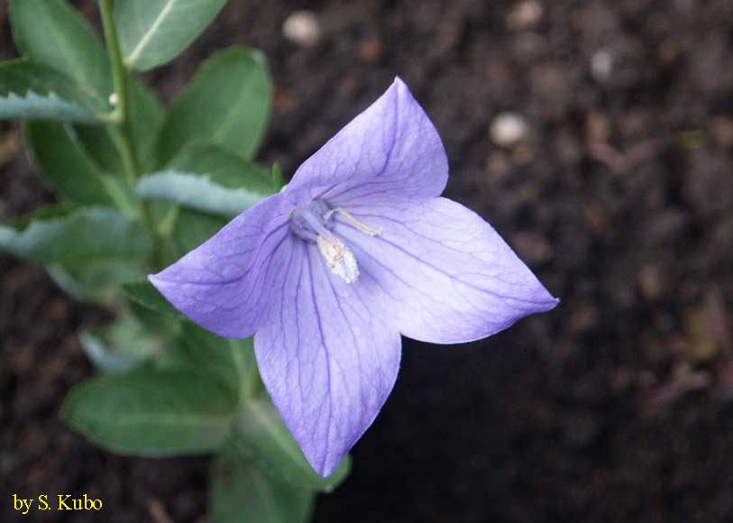 桔梗の花の写真