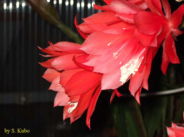 赤いサボテンの花の写真