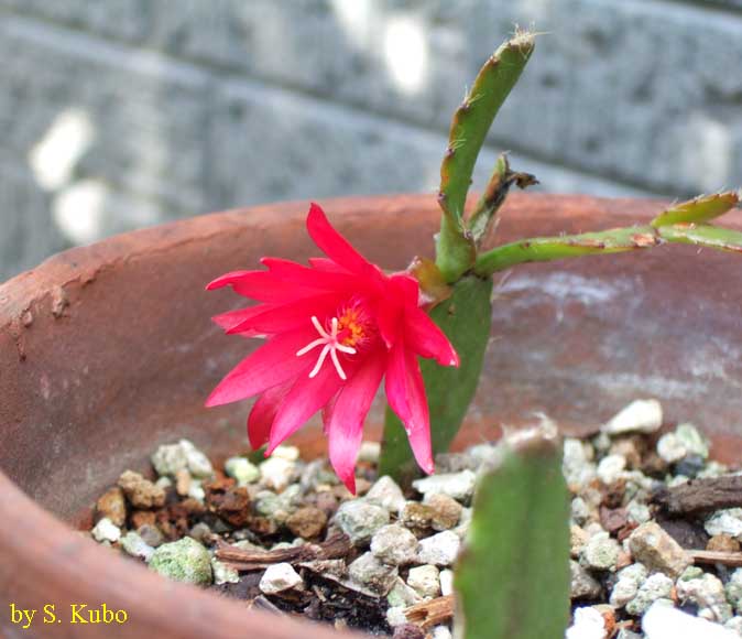 赤いサボテンの花の写真