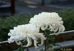 白い大輪の菊の写真